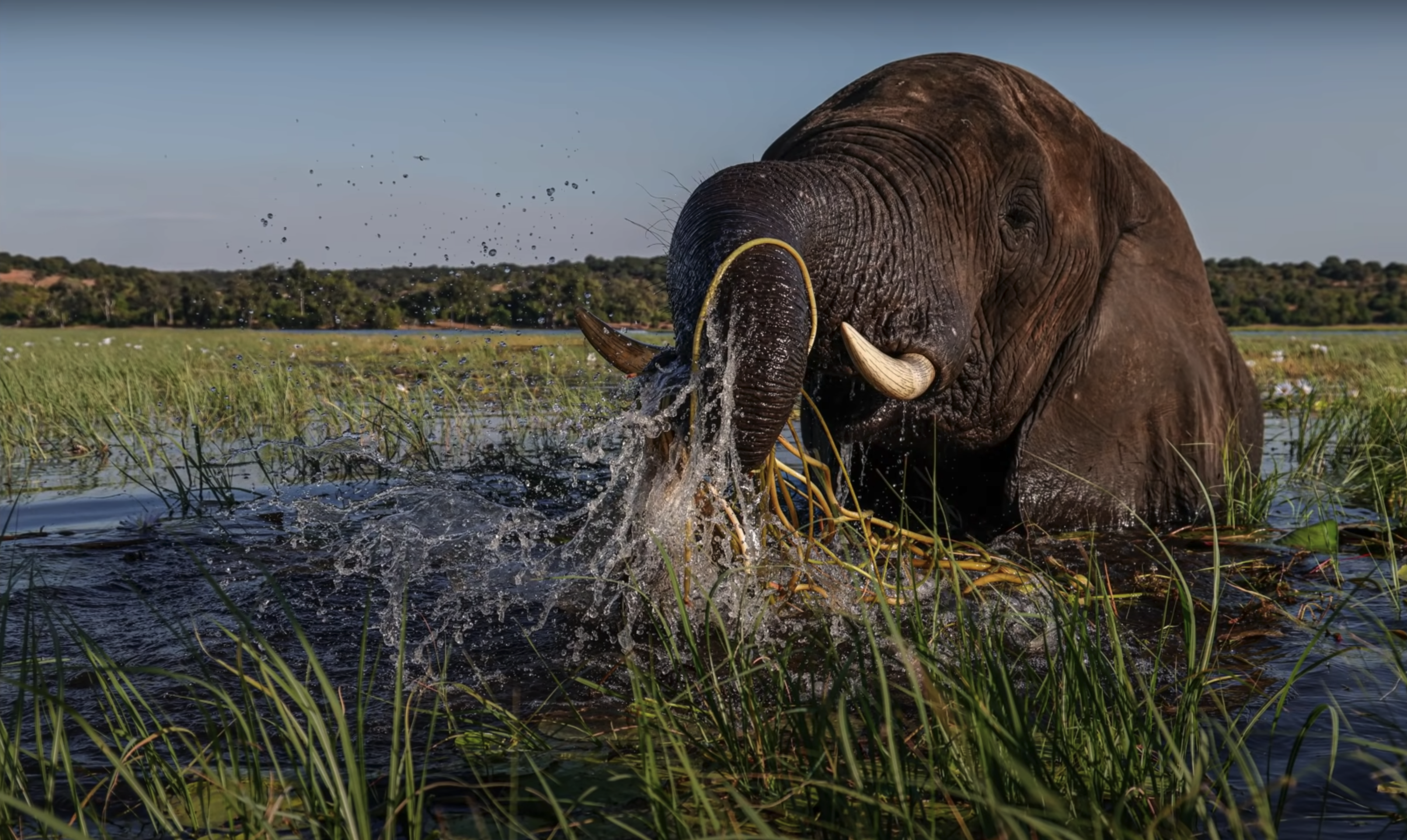 Chobe Elephant photographed with Canon EOS R7