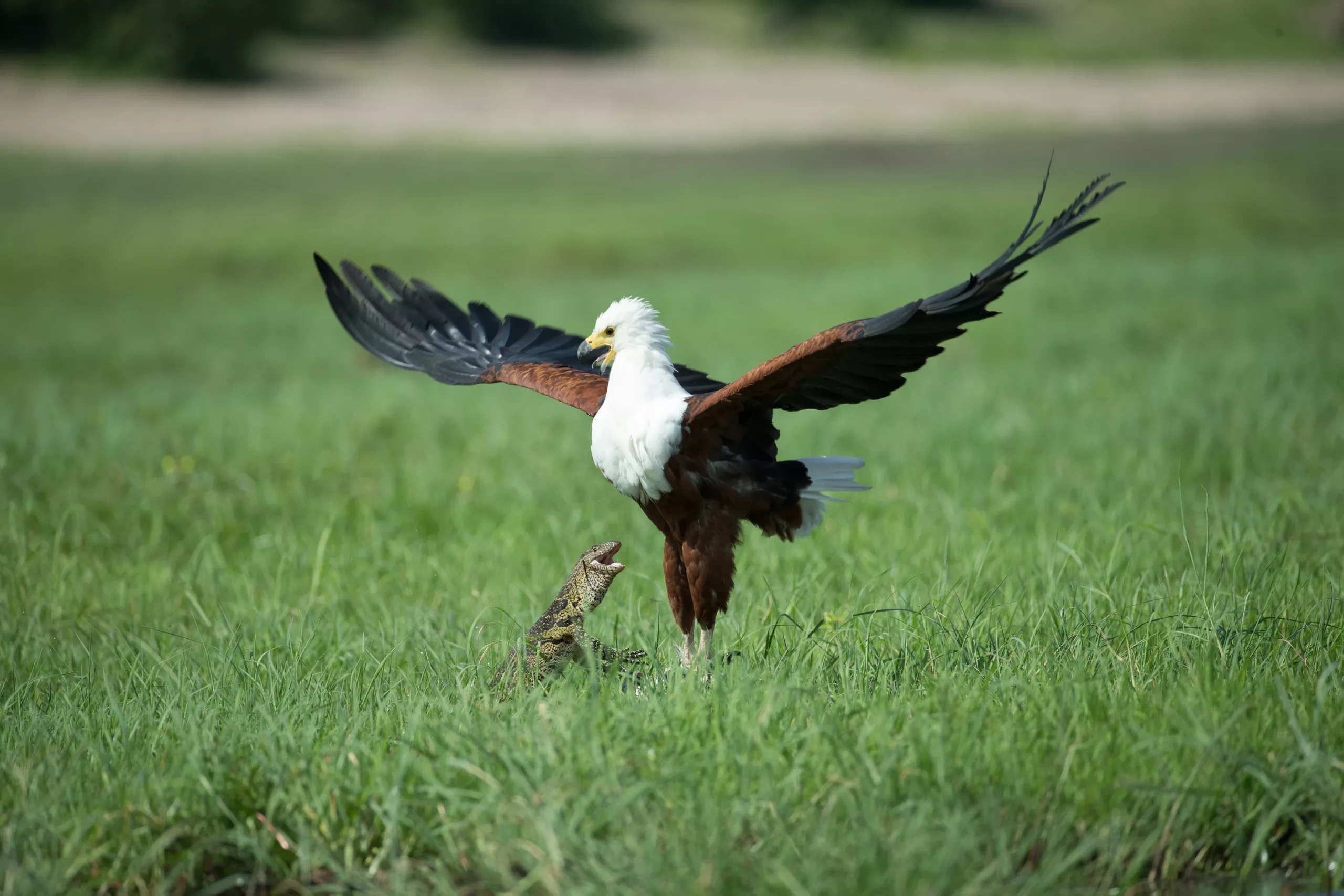 A Fish Eagle attacking a Water Monitor