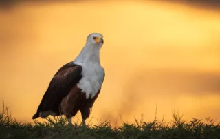 African fish eagle