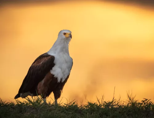 African Fish Eagle – Know your subject