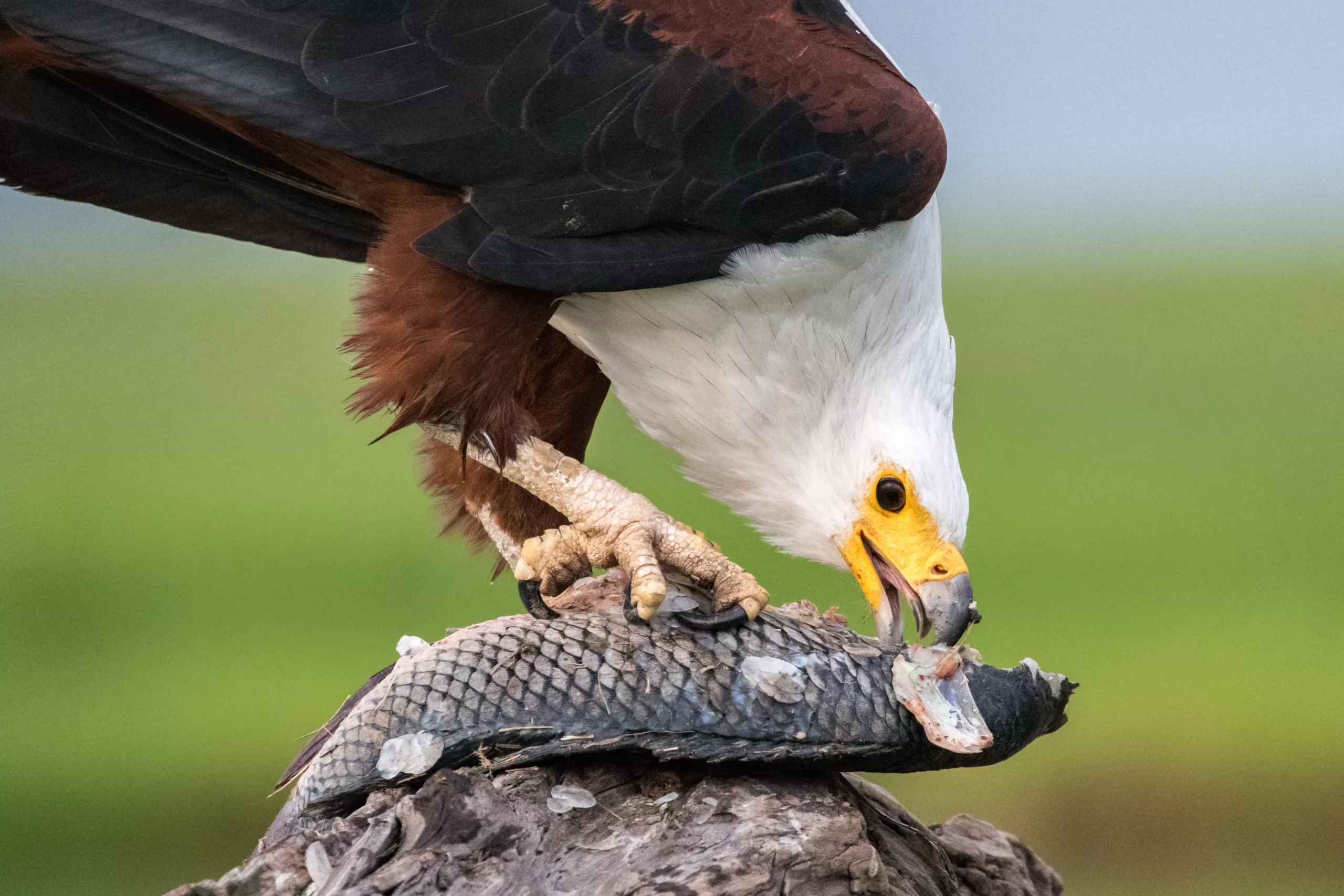 African fish eagle close up photography Wild dog image by Pangolin Photo Host Charl Stols.
