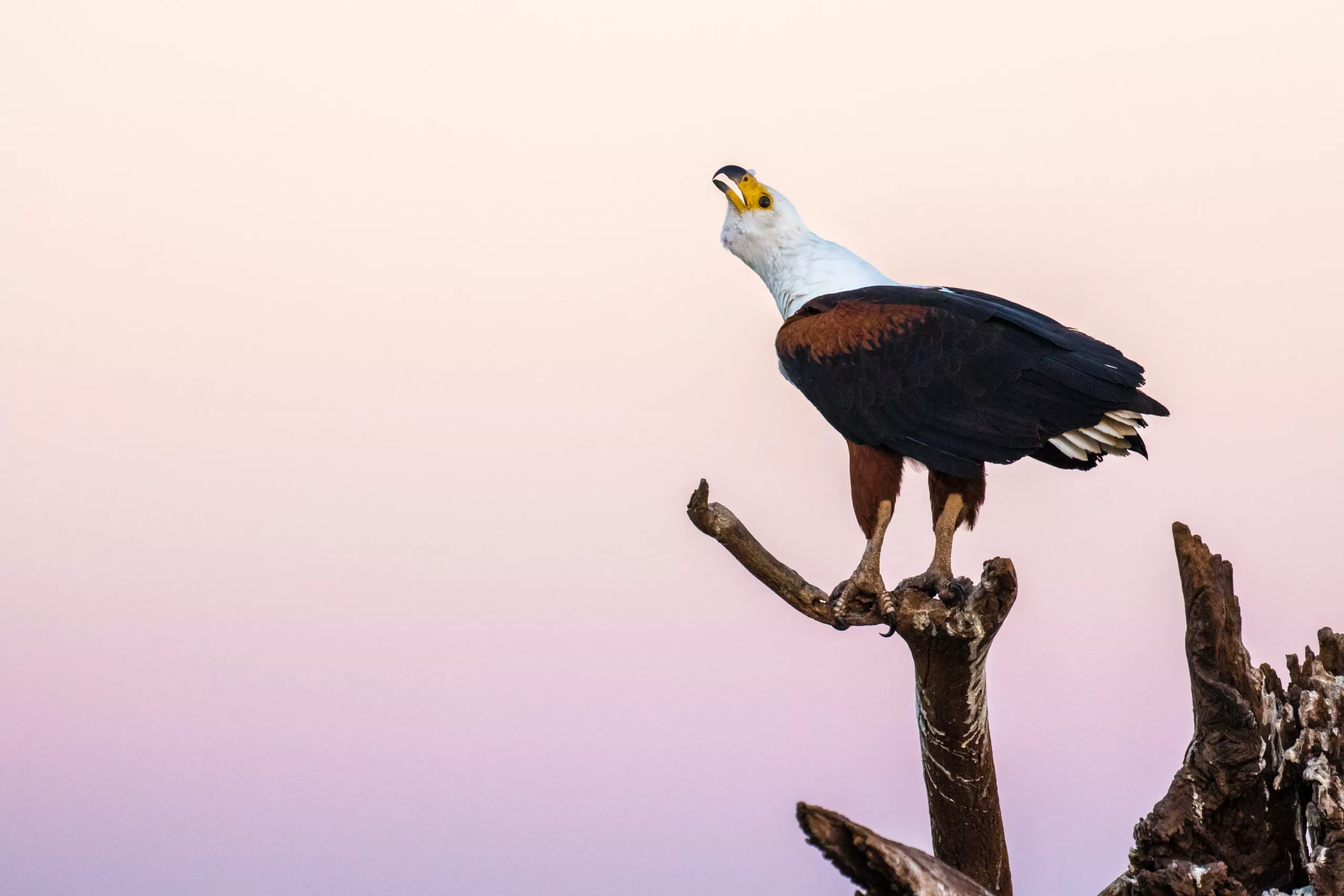 A Fish Eagle calling