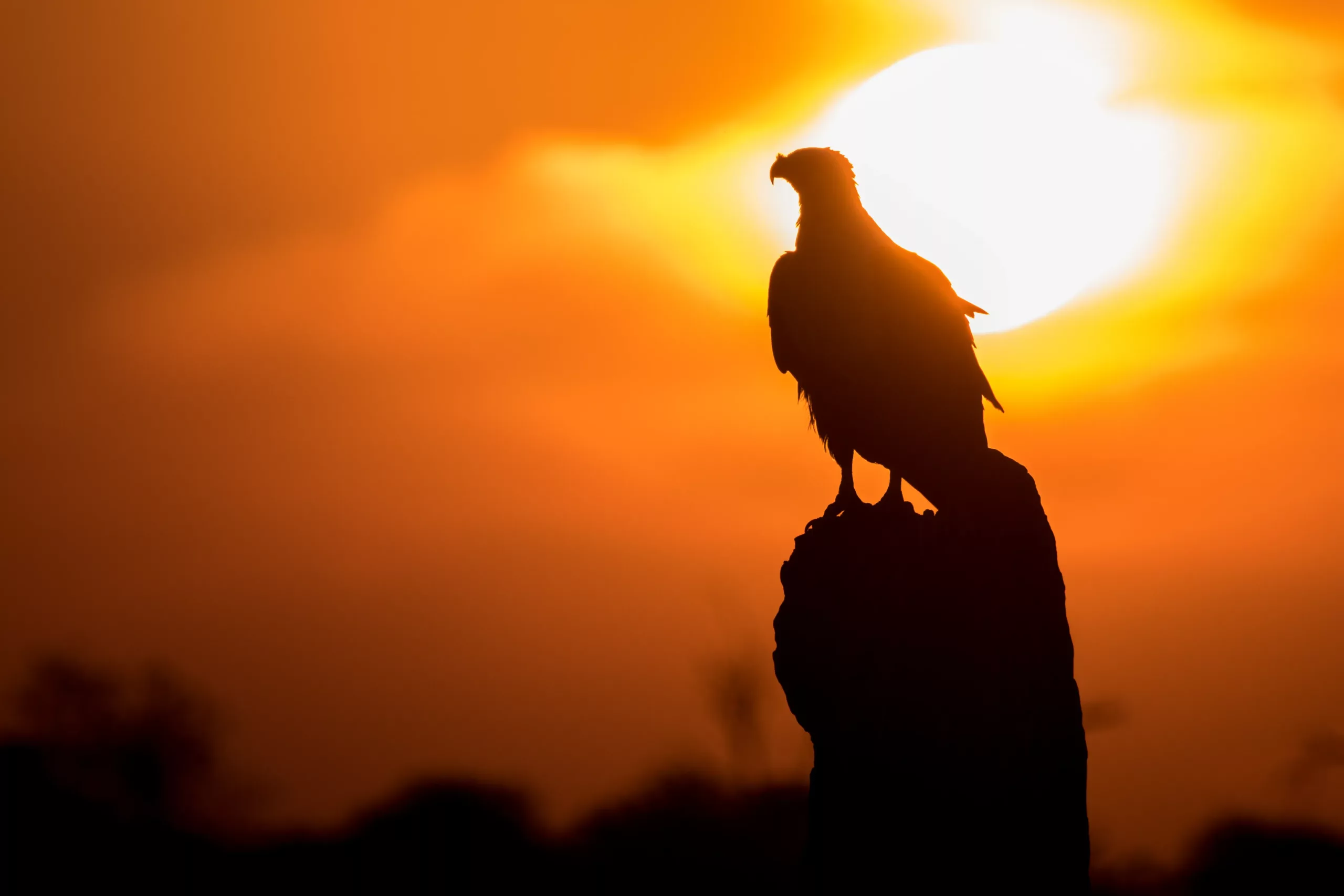 African fish eagle silhouette at sunset An African Fish Eagle at Sunset in the Chobe