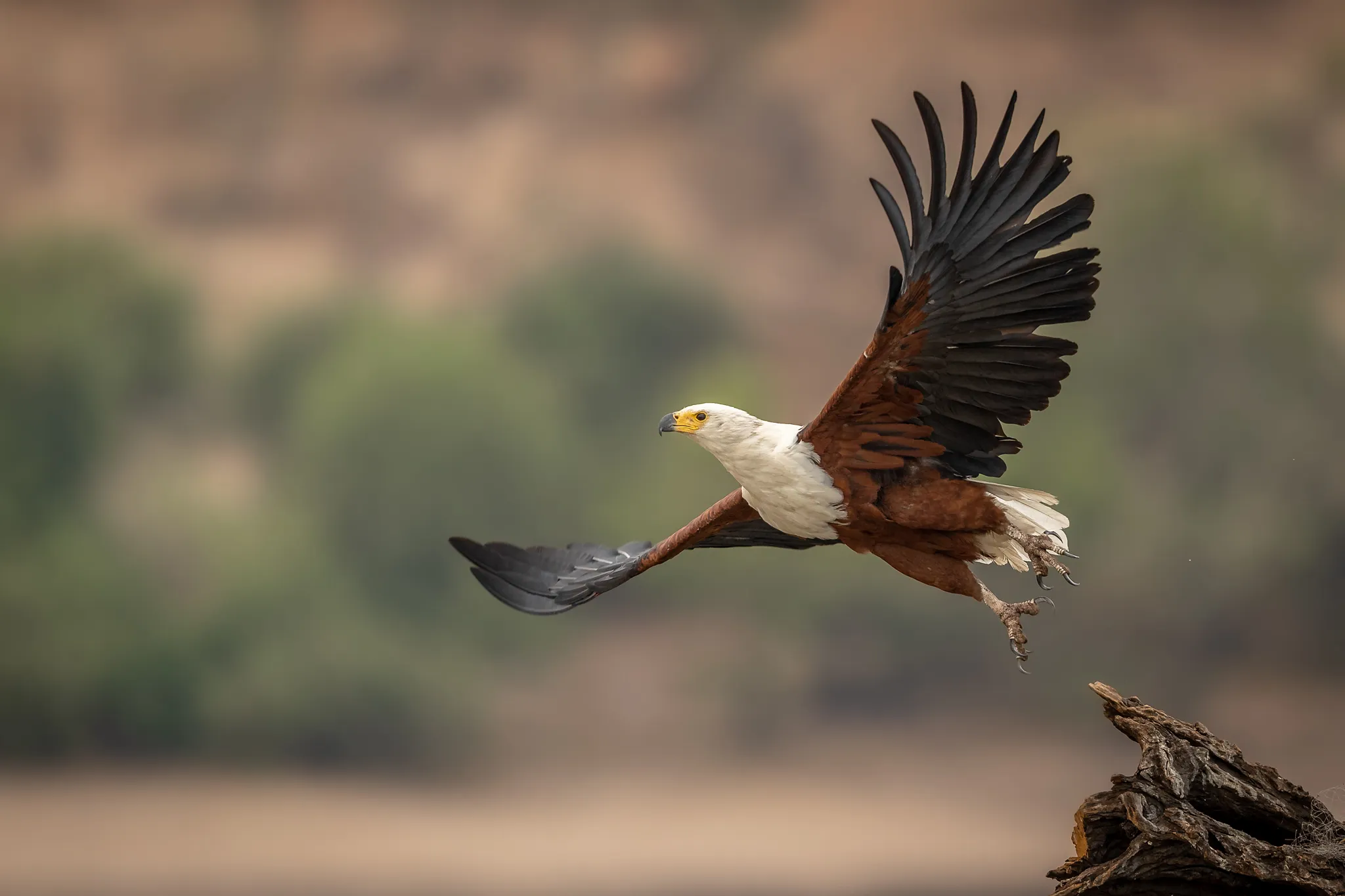A fish Eagle at take off