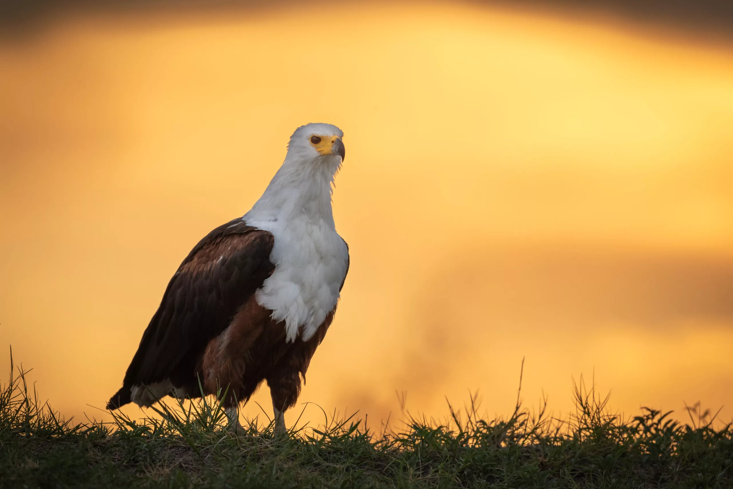 An African Fish Eagle at Sunset