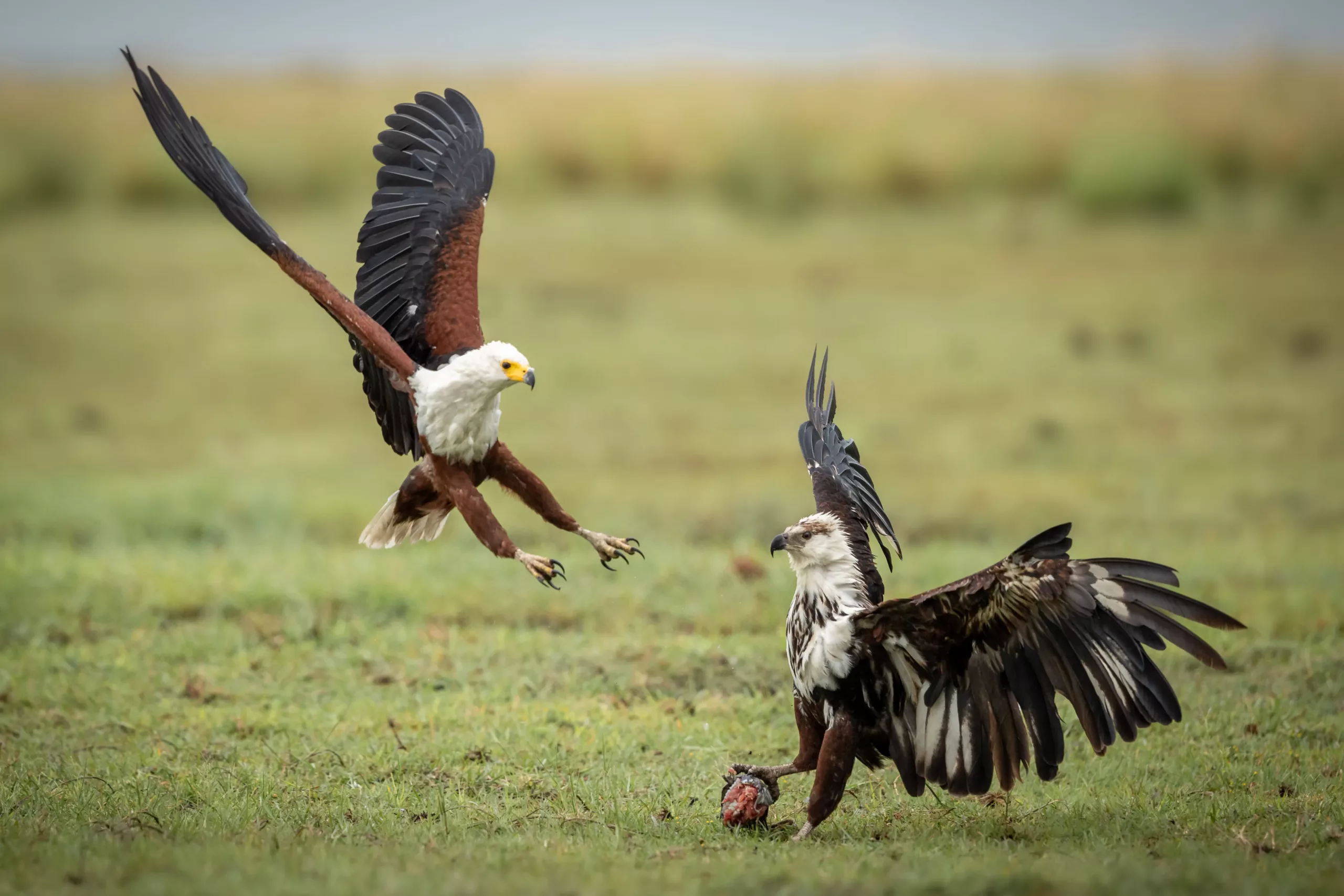 A mature fish eagles tries to steal food from a juvenile