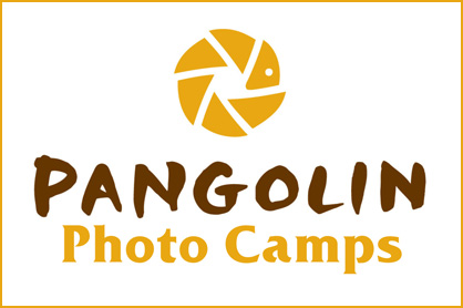Pangolin Photo camp in Africa
