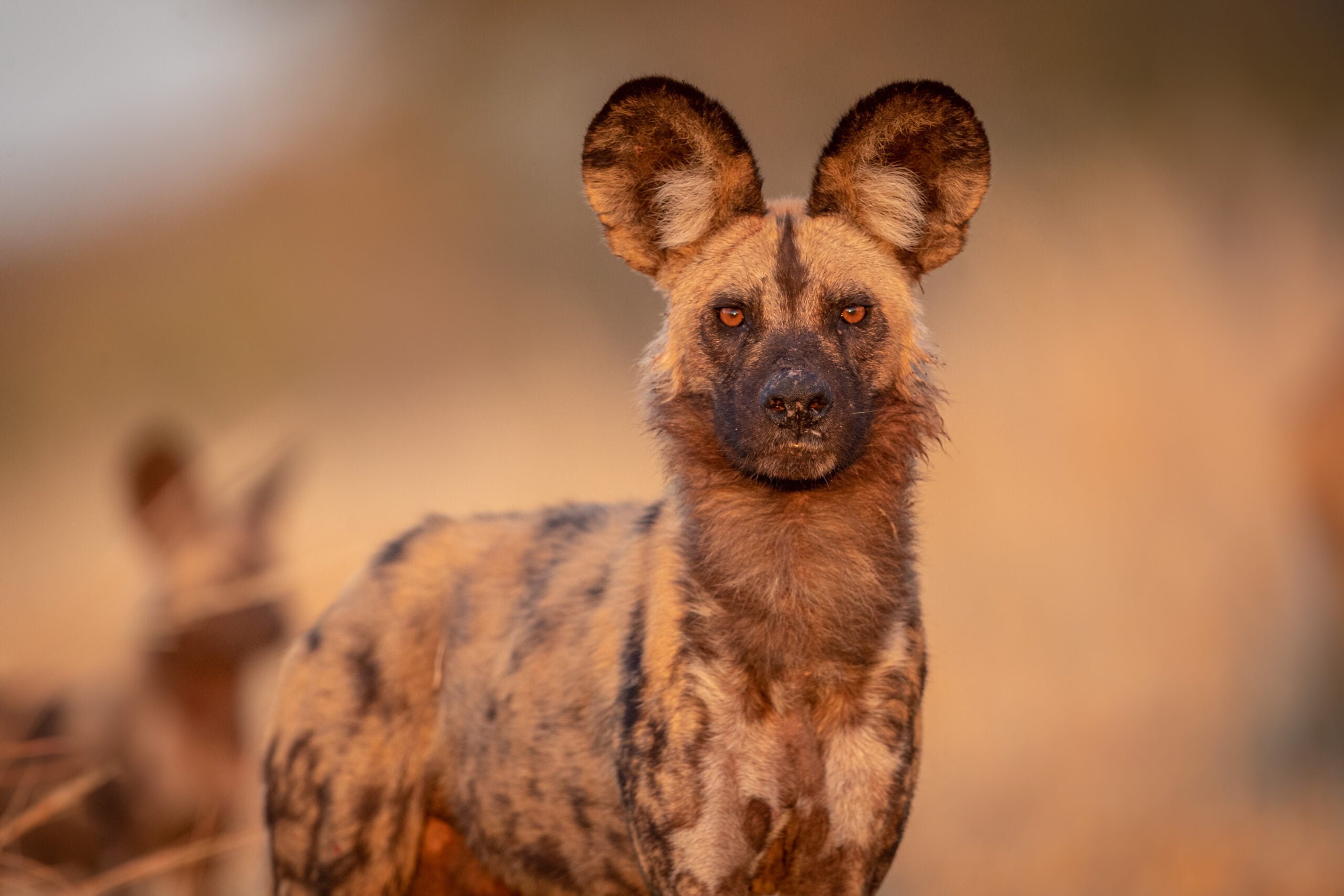 Wild dog image by Pangolin Photo Host Charl Stols. 