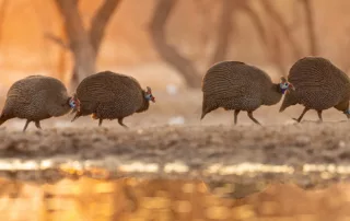 Guinea fowl at Dinaka hide