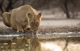 Lioness drinking from the dinaka waterhole