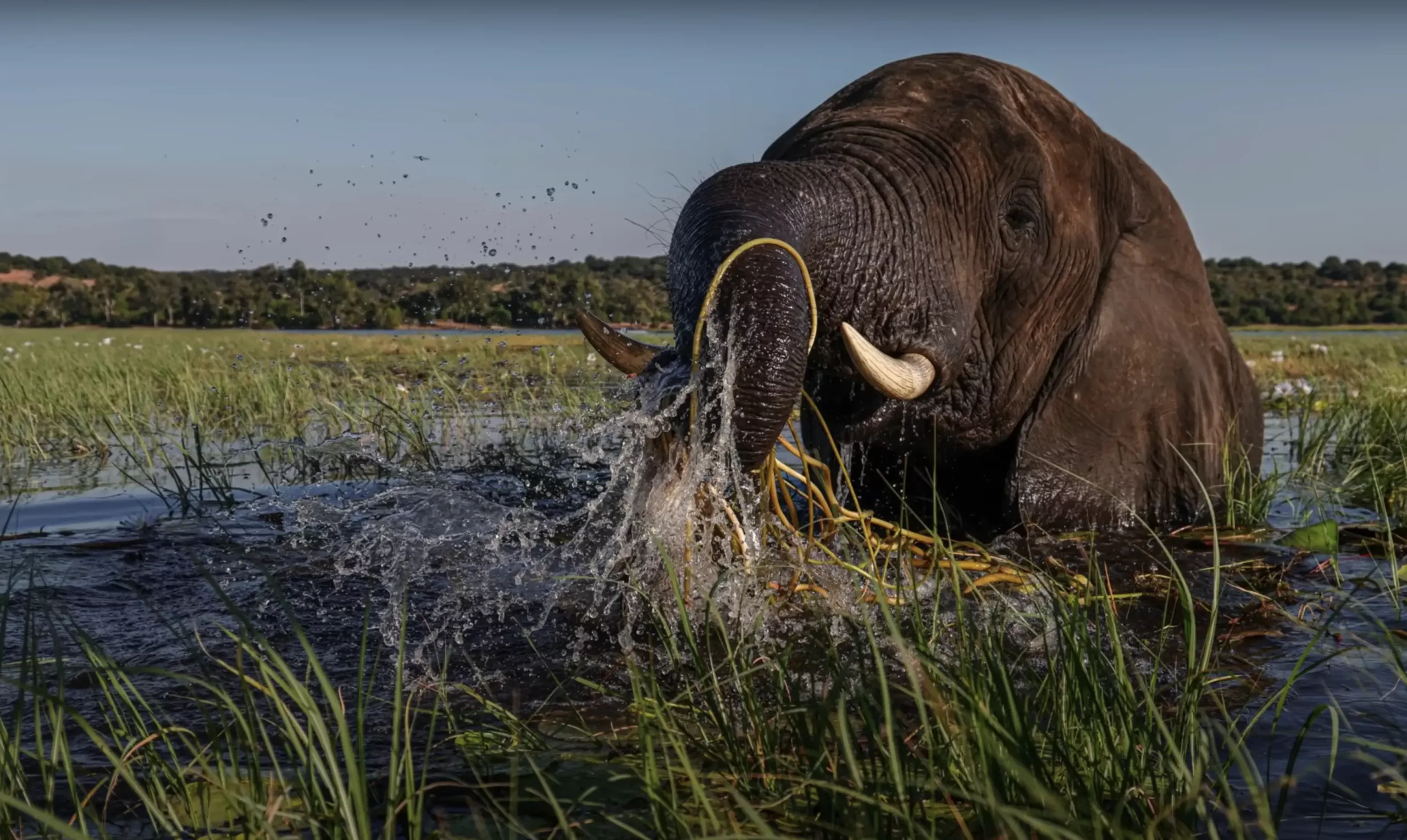 Chobe Elephant from the Canon R7