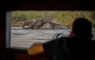 Madikwe Game Reserve Elephant Photography