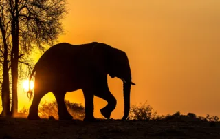 Elephant silhouette at Jacis Madikwe Game Reserve