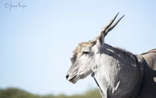 Eland Bull at Dinaka