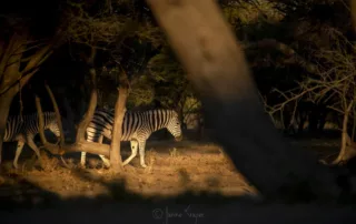 her of zebra at the waterhole