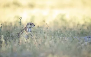 Ground squirrel at Dinaka