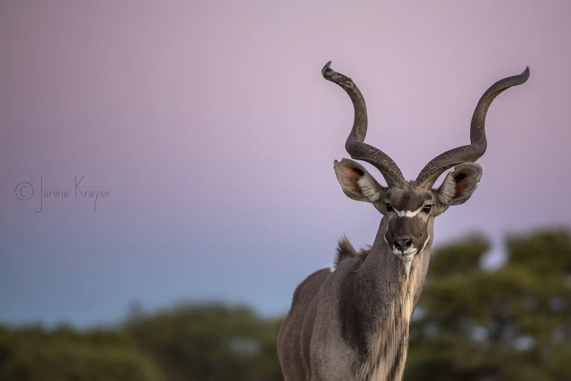 Kudu Bull at Dinaka