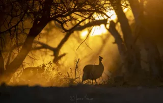 back lit guinea fowl in The Kalahari