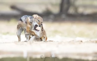 Jackals play fighting at The Dinaka Hide