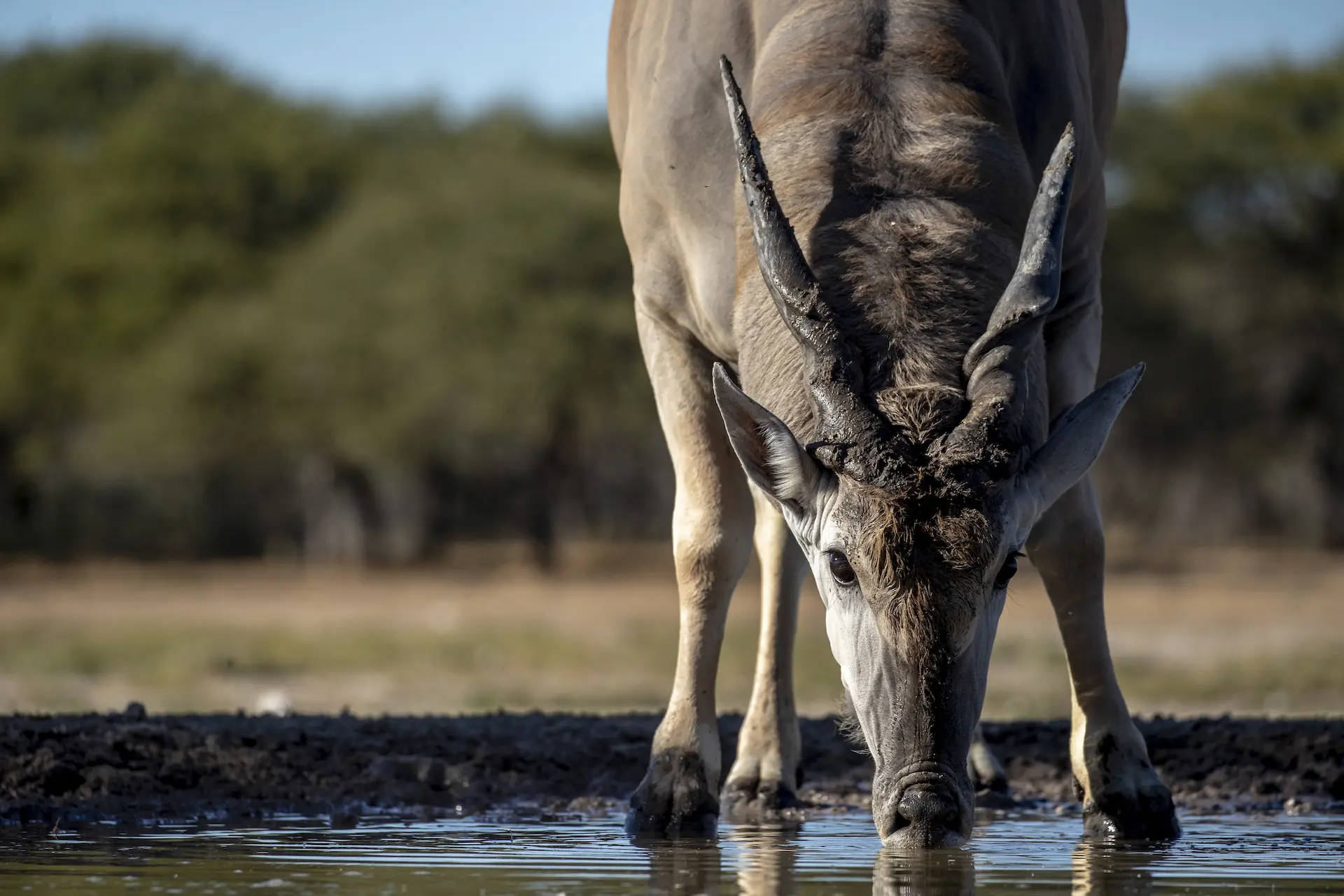 Eleand drinking at Dinaka Kalahari