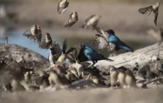 birds at the dinaka hide