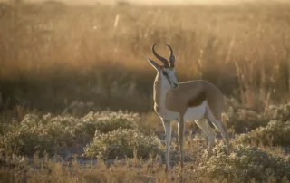 Springbok in the kalahari