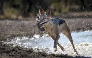 Black Backed Jackal with its prize