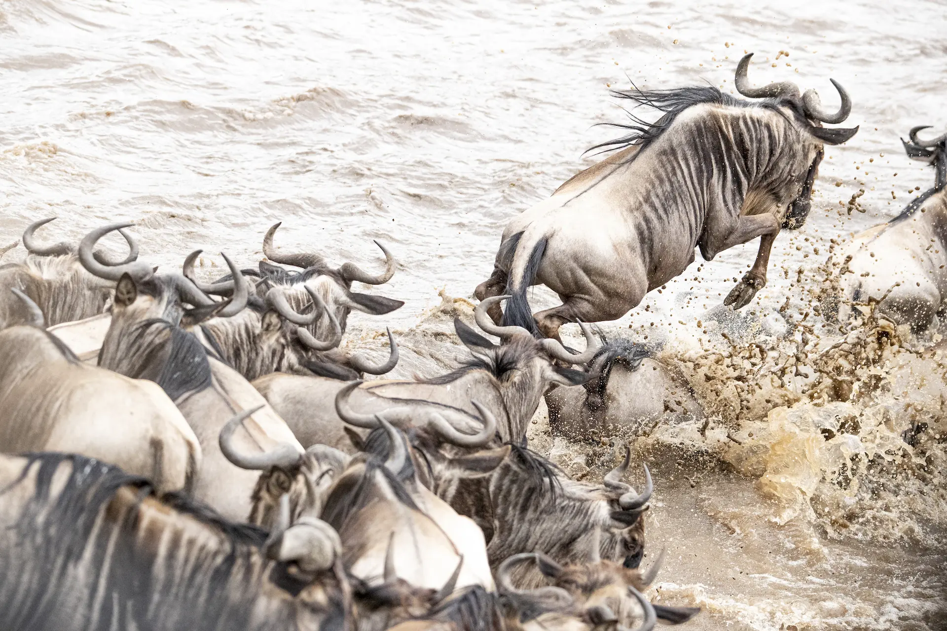 Wildebeest crossing during The Masai Mara Migration