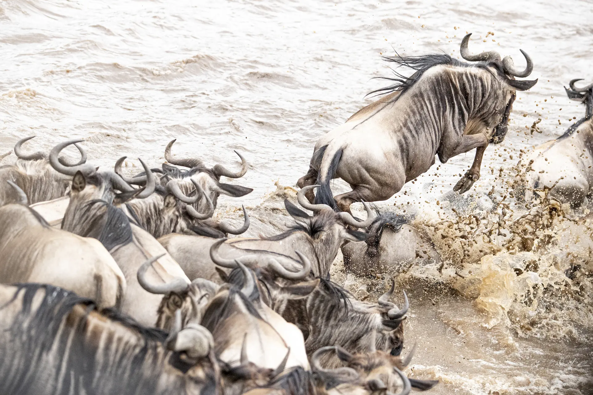 Janine-Krayer-Wildlife-Photography-1-81 Wildebeest crossing during The Masai Mara Migration
