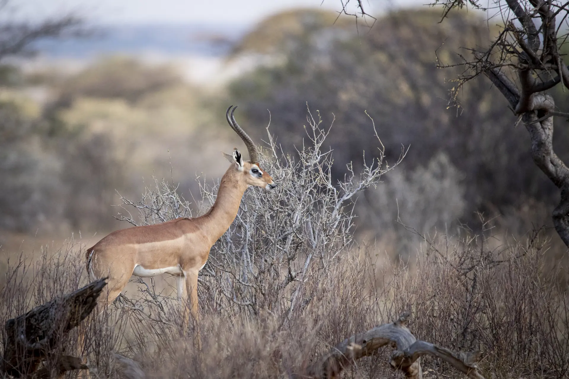 Janine-Krayer-Wildlife-Photography-1-95 a gerenuk in Samburu
