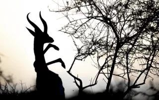Gerenuk in silhouette