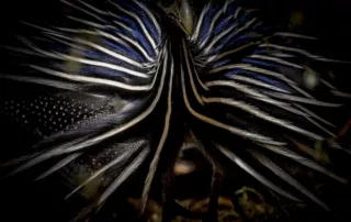 Vulturine Guinea Fowl