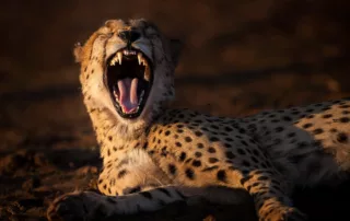 Cheetah Yawning at Jacis Madikwe Game Reserve
