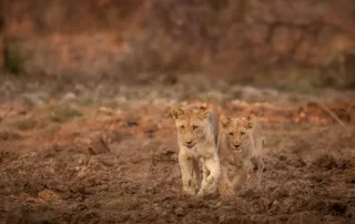 Lions Photography at Madikwe Game Reserve South Africa