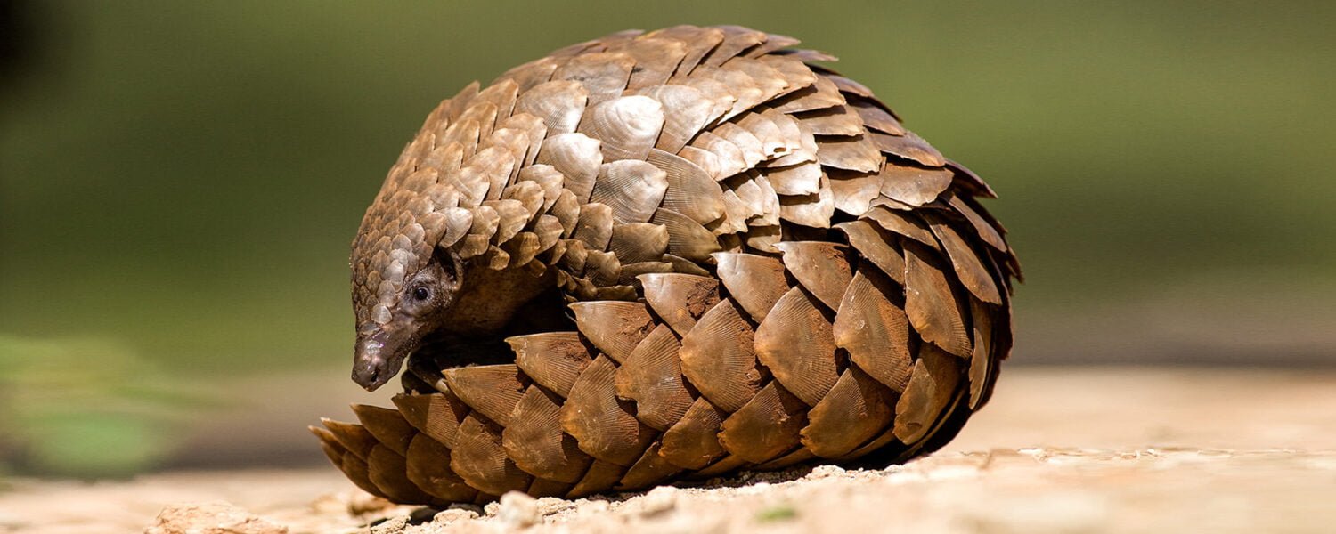 Pangolin. Africa Conservation African Pangolin Conservation