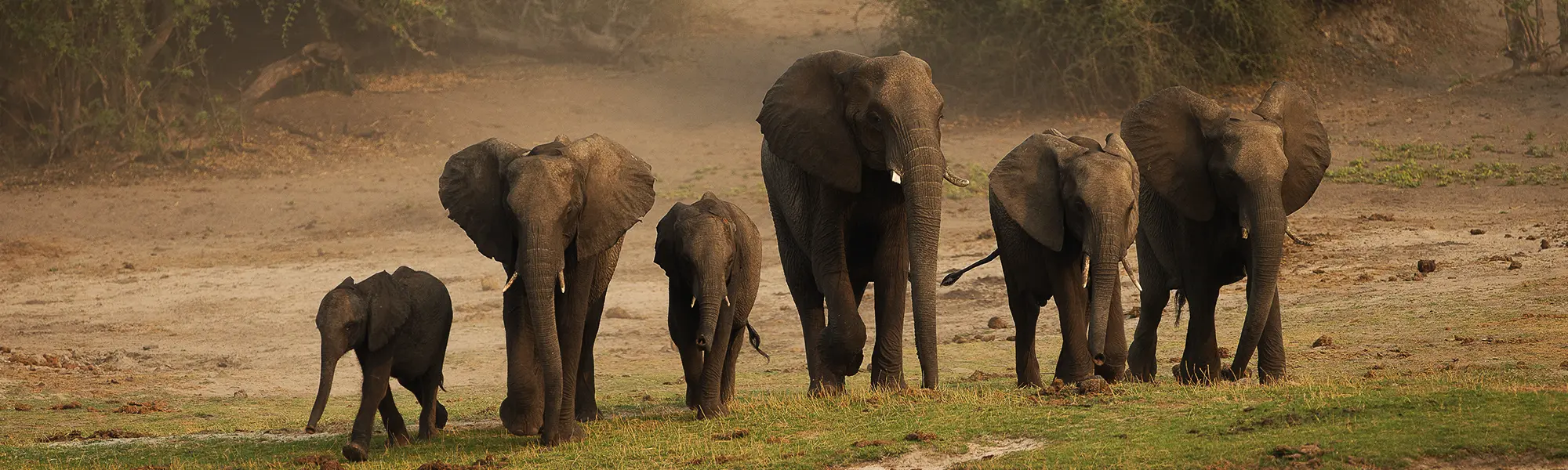 elephant herd in the Chobe