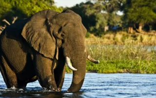 Elephant in The Zambezi River