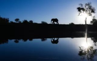 Elephant silhouette at Jacis Terrapin Hide Madikwe