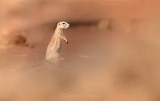 Ground Squirrel at Madikwe Wildlife Photography by Danielle Carstens