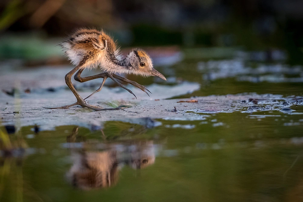 A young African Jacana on the Chobe River by Charl Stols