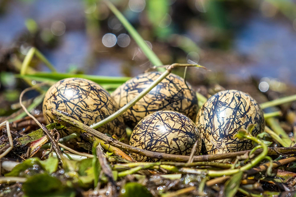 African Jacana Eggs by Sabine Stols