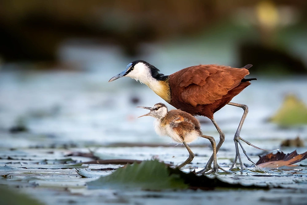 African Jacana and chick crossing lily pad by Sabine Stols