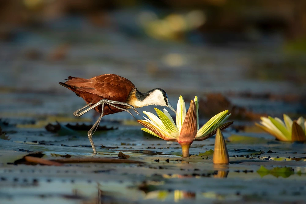 African Jacana checking for food in a lily by Janine Krayer African Jacana checking for food in a lily by Janine Krayer