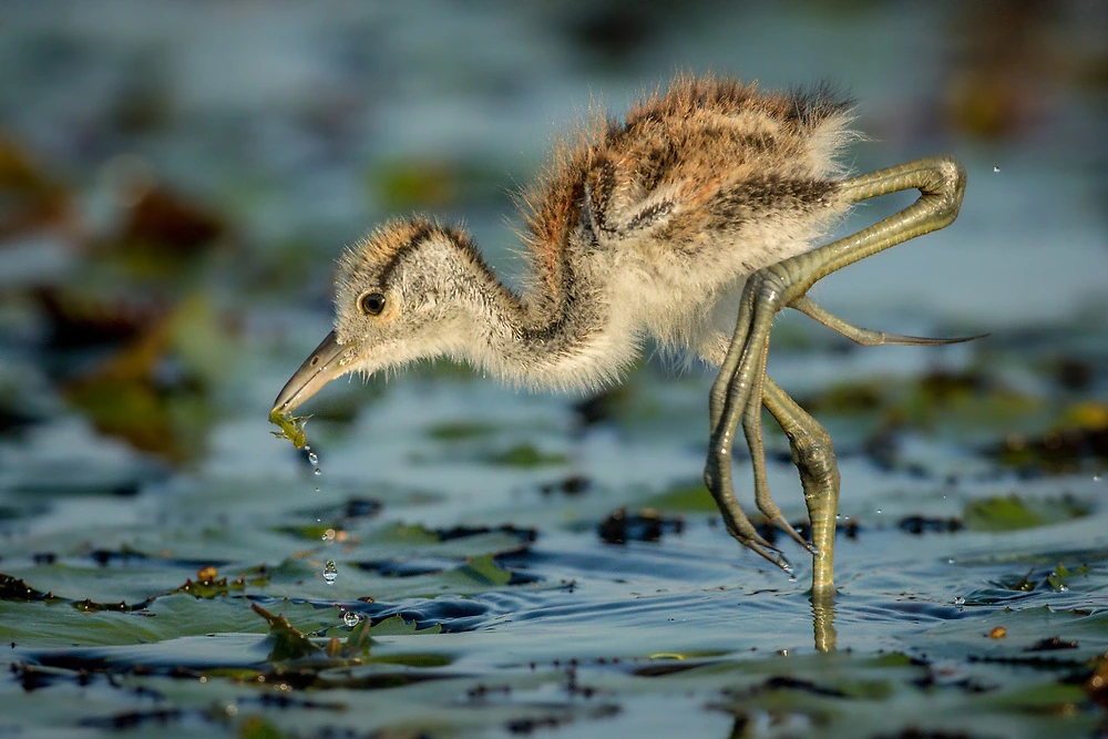 African Jacana chick with small insect by Charl Stols