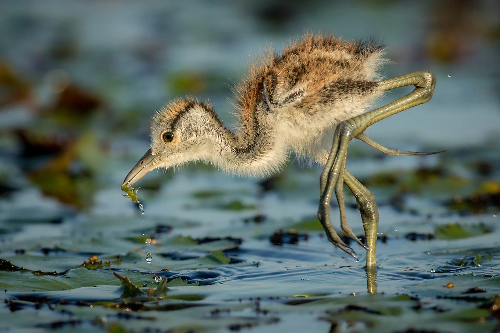 African Jacana chick with small insect by Charl Stols African Jacana chick with small insect by Charl Stols