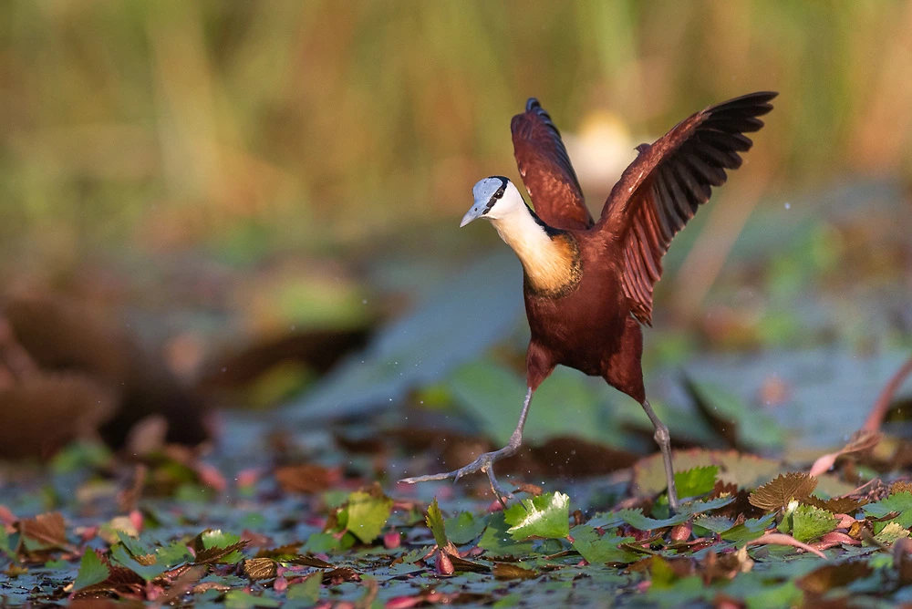 African Jacana with open wings ready to fly by Danielle Carstens