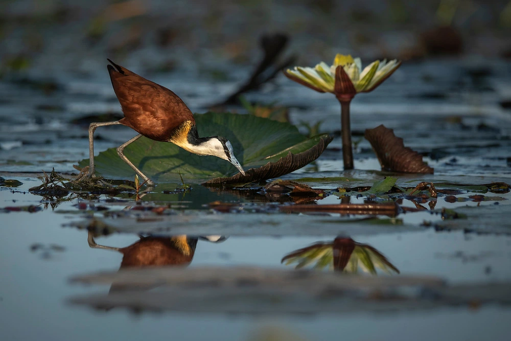 African Jacana with reflection on the Chobe River by Janine Krayer