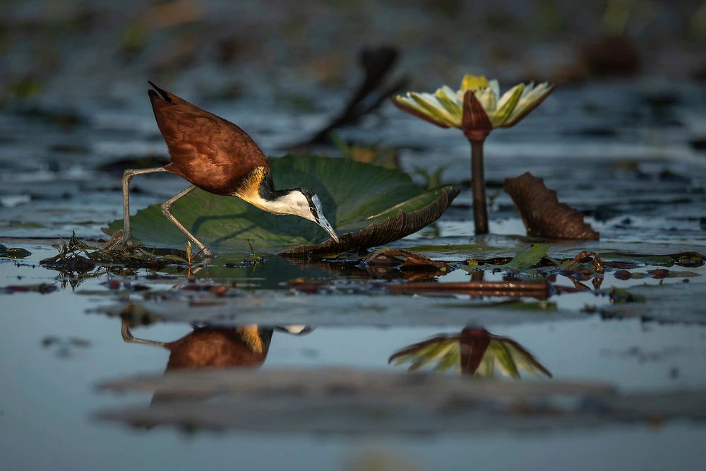 African Jacana with reflection on the Chobe River by Janine Krayer African Jacana with reflection on the Chobe River by Janine Krayer
