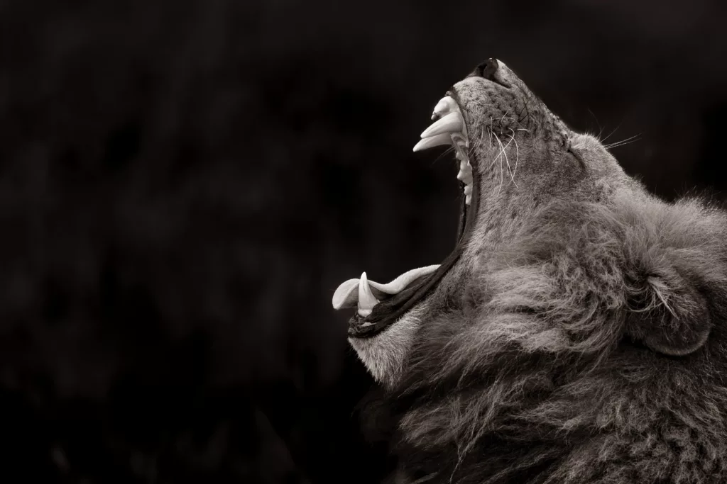 Male lion yawning. © Charl Stols