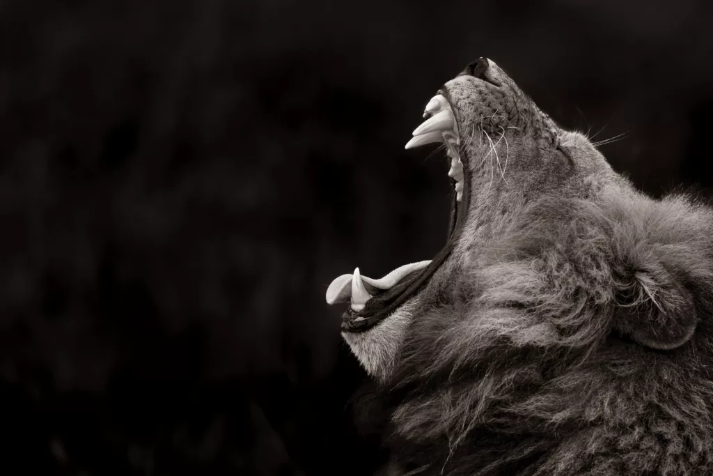 Black and White Male Lion Yawning – Charl Stols Male lion yawning. © Charl Stols